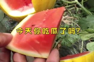 fun吃瓜官网,带你领略美食与娱乐的完美融合