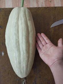 66吃瓜网有病毒吗,揭秘病毒风险，守护网络安全