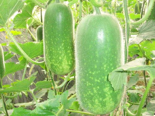 爆料吃瓜真人图片大全,吃瓜真人图片大全，带你一窥明星幕后生活